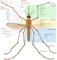 Mosquito is Spanish for “little fly”